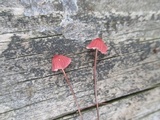 Marasmius pulcherripes image