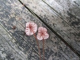 Marasmius pulcherripes image