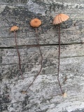 Marasmius siccus image