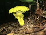 Pulveroboletus ravenelii image