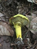 Pulveroboletus ravenelii image
