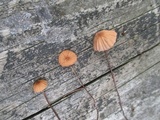 Marasmius siccus image
