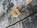 Marasmius siccus image