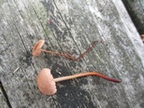 Marasmius cohaerens image