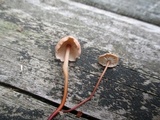 Marasmius cohaerens image