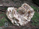 Meripilus sumstinei image