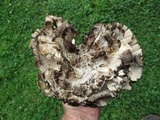 Meripilus sumstinei image