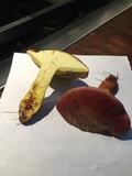 Baorangia bicolor image