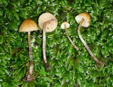 Galerina clavata image