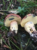Lanmaoa pseudosensibilis image