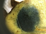 Lanmaoa pseudosensibilis image