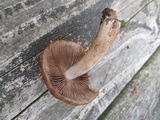 Psathyrella delineata image