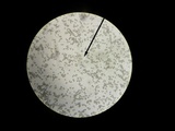 Psathyrella delineata image