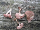 Rugosomyces carneus image