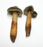 Phaeocollybia olivacea image