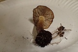 Agrocybe sororia image