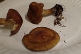 Agrocybe sororia image