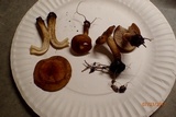 Agrocybe sororia image