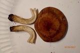 Agrocybe sororia image