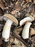 Xanthoconium affine image