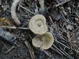 Entoloma griseum image
