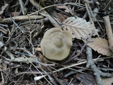 Entoloma griseum image