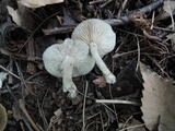 Entoloma griseum image