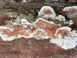Gloeoporus dichrous image