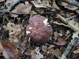Russula vinosobrunnea image