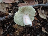 Russula vinosobrunnea image