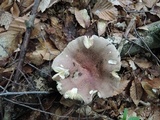 Russula vinosobrunnea image