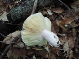Russula vinosobrunnea image