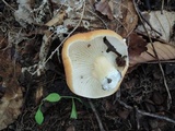 Lactifluus hygrophoroides image