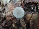 Amanita farinosa image