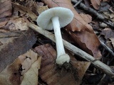 Amanita farinosa image