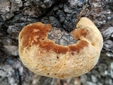 Phellinus everhartii image