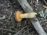 Boletus ferrugineus image