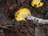 Hygrocybe flavifolia image