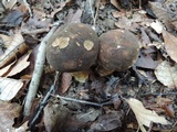 Boletus variipes image