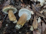 Boletus variipes var. fagicola image