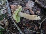 Boletus variipes var. fagicola image