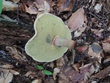 Caloboletus inedulis image