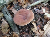 Tylopilus badiceps image