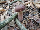Tylopilus badiceps image