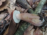 Tylopilus badiceps image