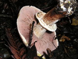 Agaricus moelleri image