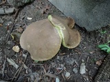 Boletus variipes image