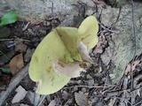 Boletus variipes image