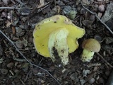 Butyriboletus taughannockensis image