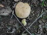 Butyriboletus taughannockensis image